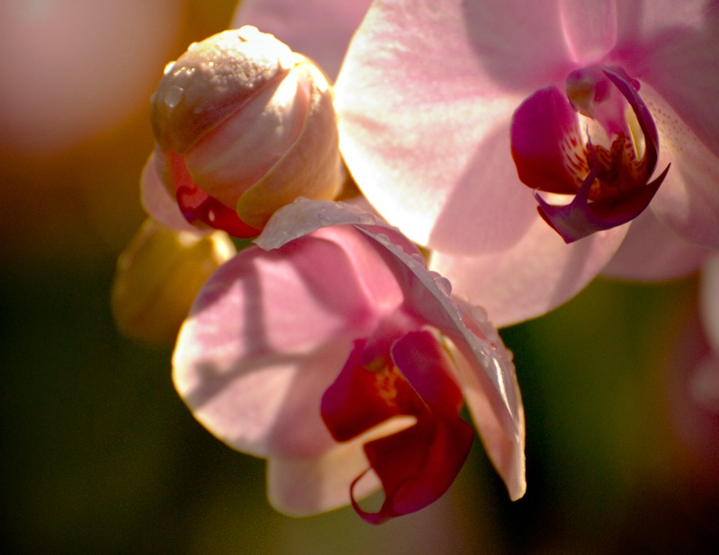 Red Phail orchid.  U.S. Botanic Gardens propagatio