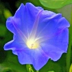 Heavenly Blue