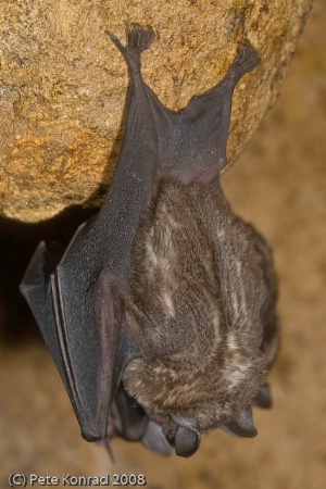 Hanging Bat