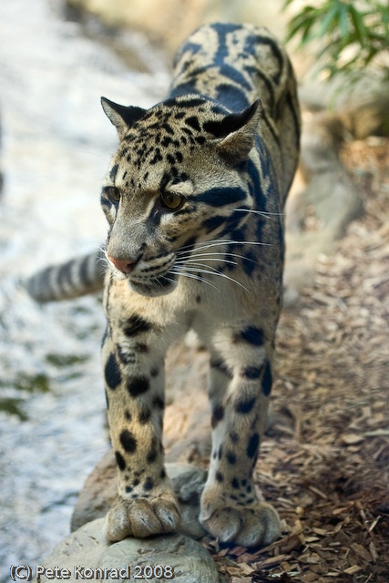 Clouded Leopard