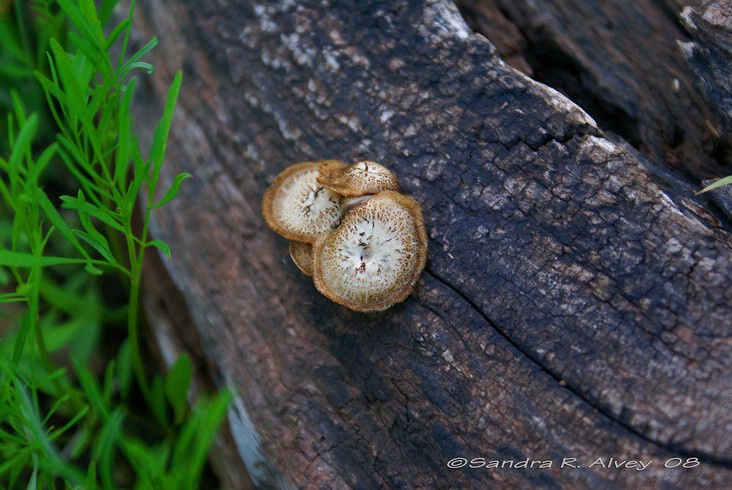 Fungus