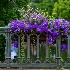 2flowers - ID: 6932581 © Stefania Barbier