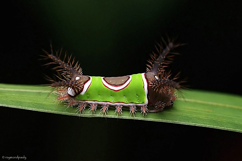 Saddleback Caterpillar