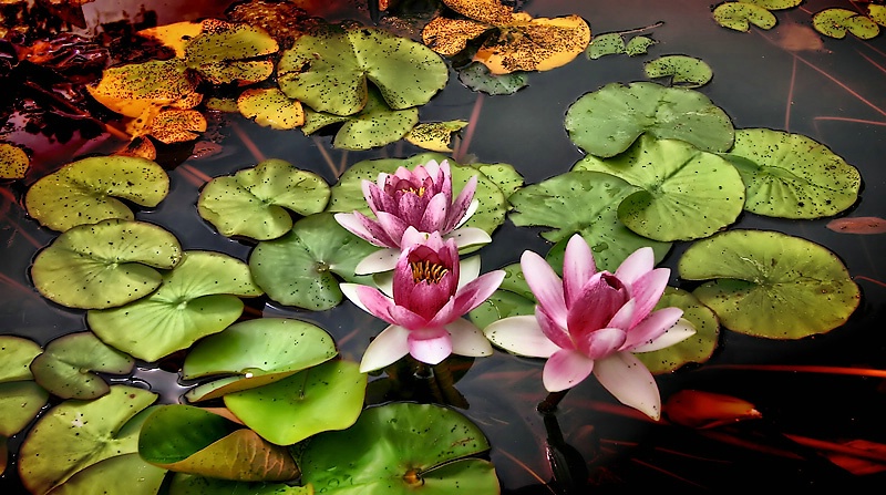 Water Lillies