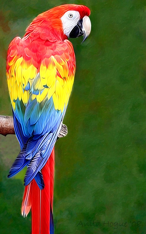 Scarlett Macaw Parrot