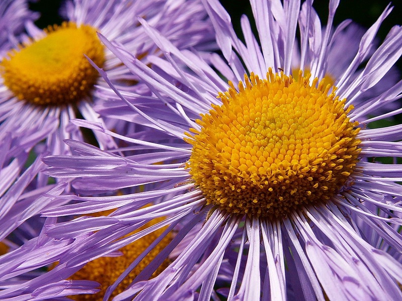 Siberian Daisy