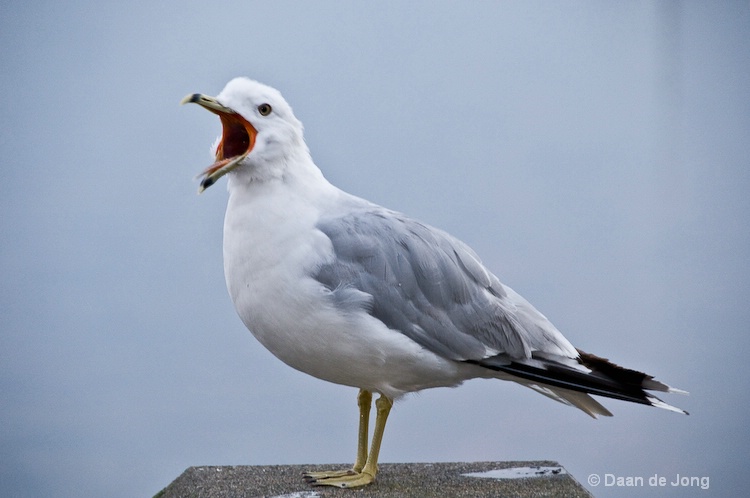 Crying ring-billed gull
