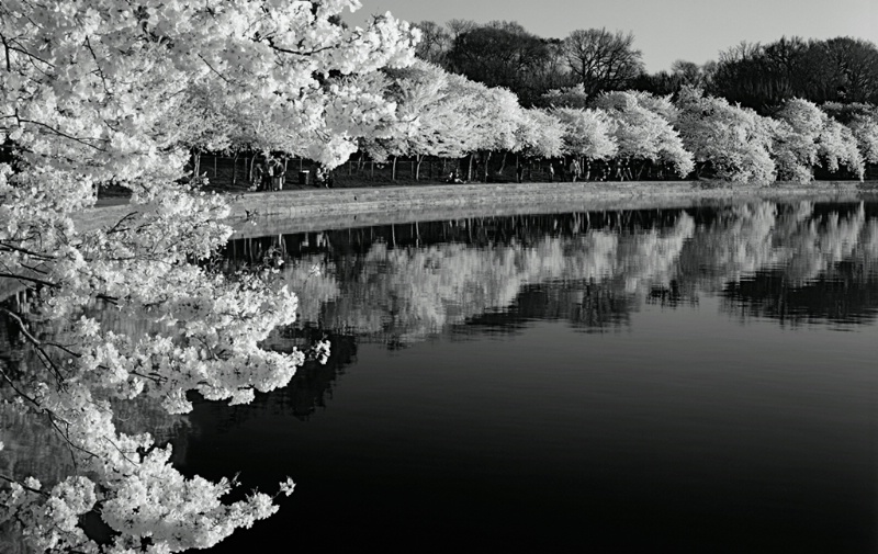 Japanese Cherry Trees, Washington DC Tidal Basin