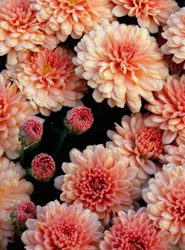 Morning Dew on the Mums
