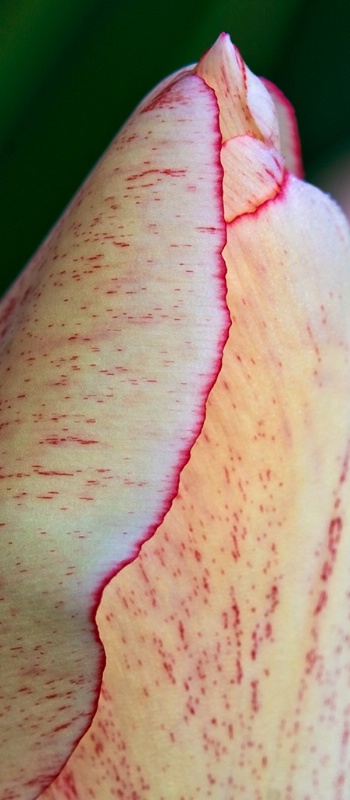 Tulip Detail