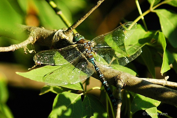 CAMOUFLAGED DRAGONFLY