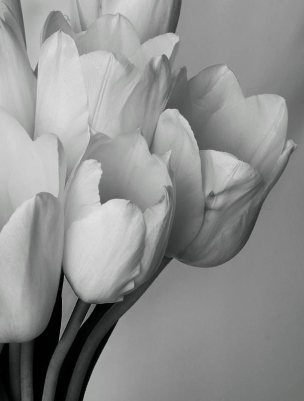 Mono Tulips
