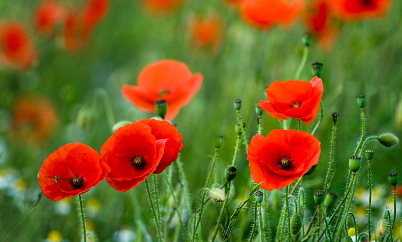 Popping Poppies