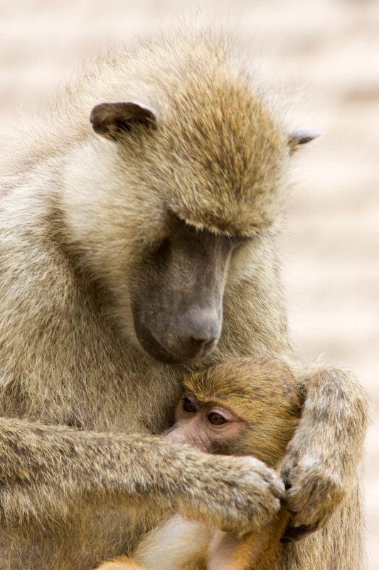 Olive Baboon & Baby - ID: 6941140 © James E. Nelson