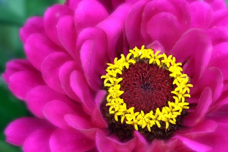 zinnia pink