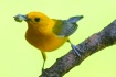 Prothonotary Warb...