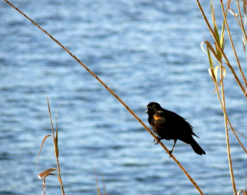 Blackbird, red-wing