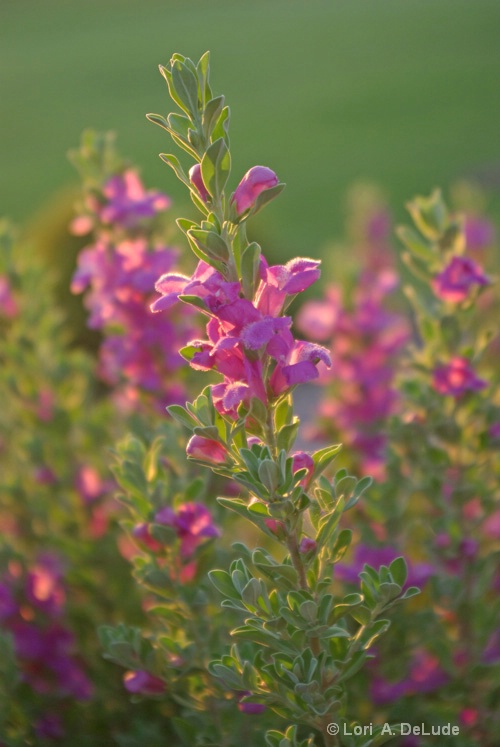 Flowers @ Sunset