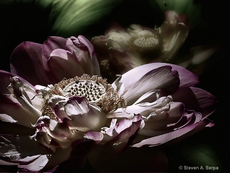sacred-lotus-flower