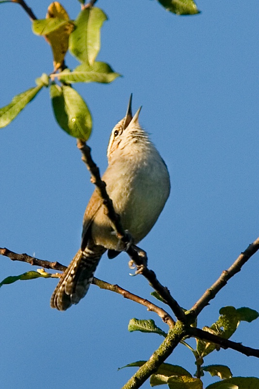 Bewick's Wren Belting Out a Song - ID: 6945890 © John Tubbs