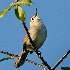 2Bewick's Wren Belting Out a Song - ID: 6945890 © John Tubbs