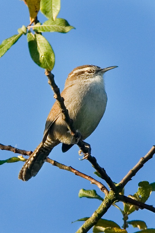 Bewick's Wren - ID: 6945891 © John Tubbs