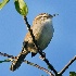 2Bewick's Wren - ID: 6945891 © John Tubbs