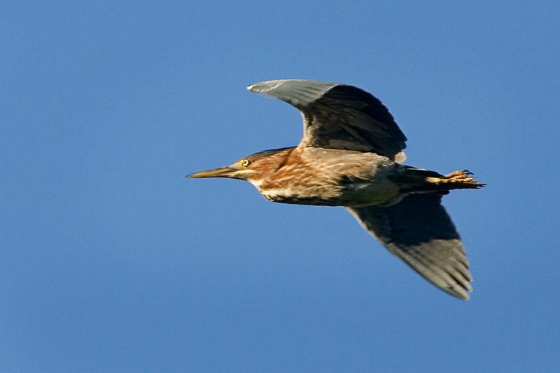 Green Heron in Flight - ID: 6945892 © John Tubbs