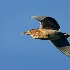 2Green Heron in Flight - ID: 6945892 © John Tubbs