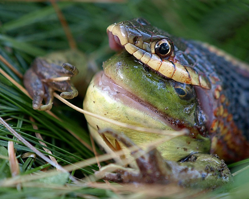 Life & Death in the Grass