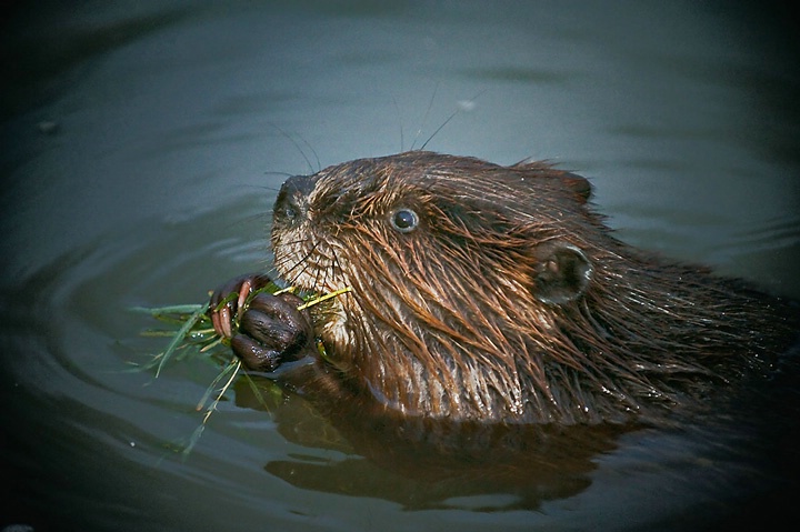 holding on to dinner