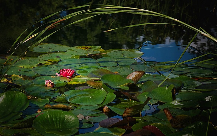 lily arch