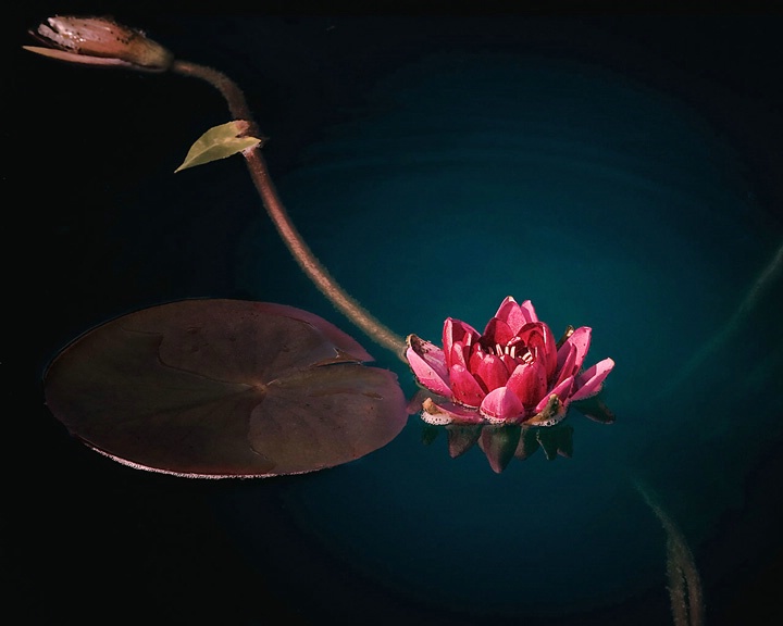 water lily