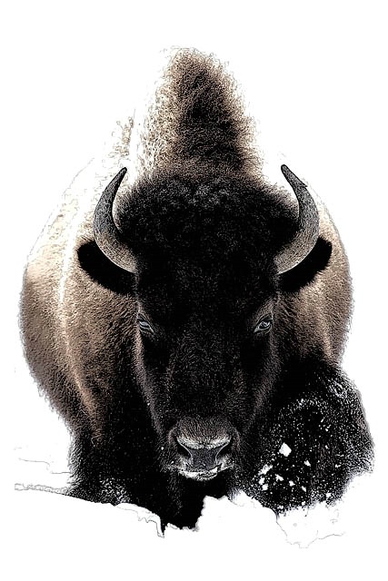 Bison Sketch