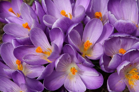 Light purple crocuses’ natural bouquet