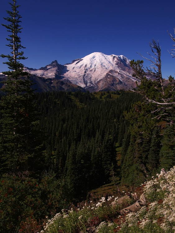 Mt Rainier