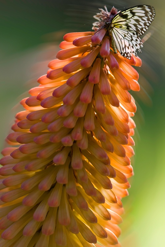 Backlit Red hot Pocker