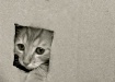 I'm Not Squar...