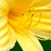 Fanfare for Summe...