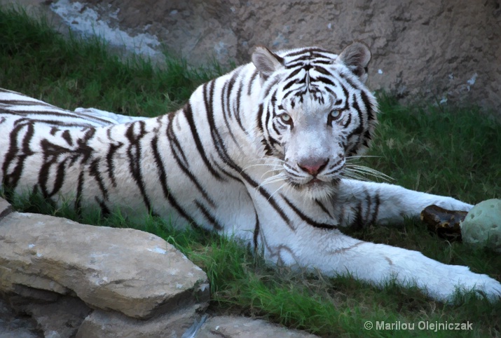  White Tiger (Pantheras Tigris)
