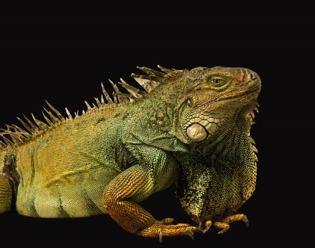 Iguana