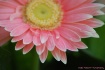 Petals