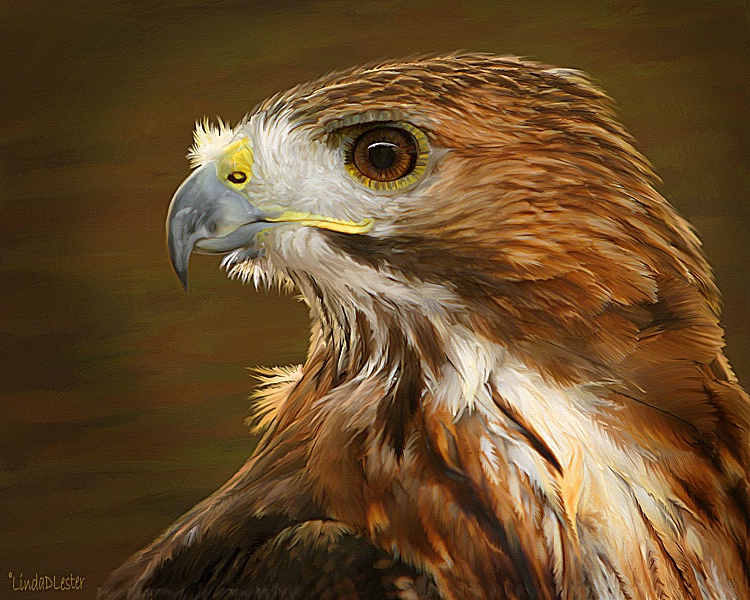 The Painted Hawk