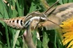 what is it