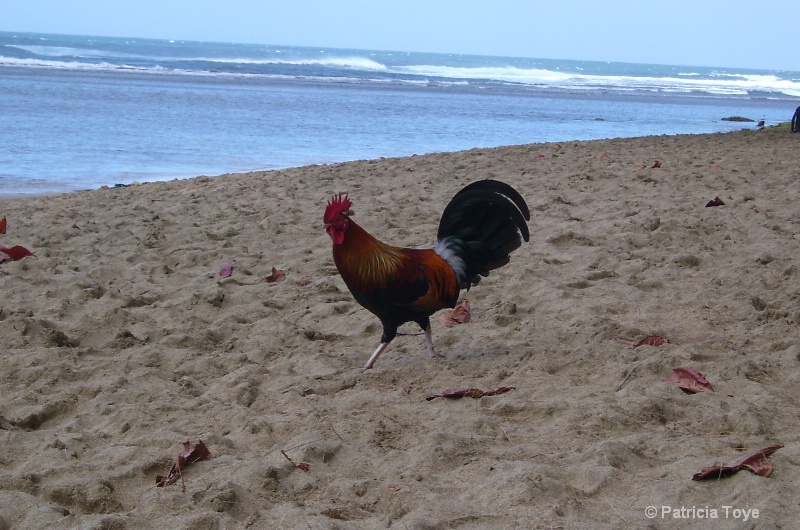 Beach Rooster