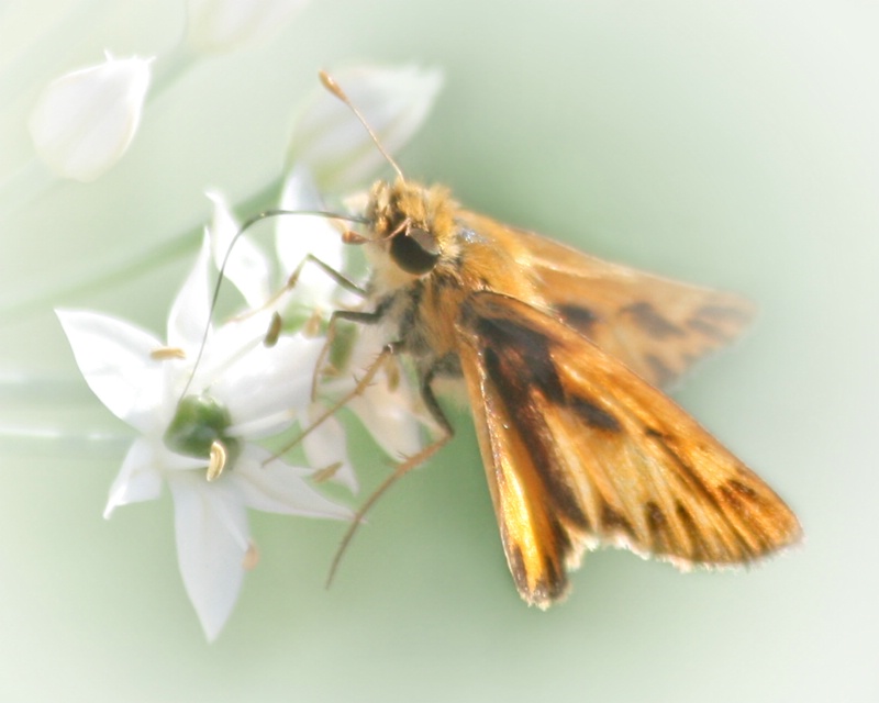 Fiery Skipper - ID: 6961417 © Claudia/Theo Bodmer