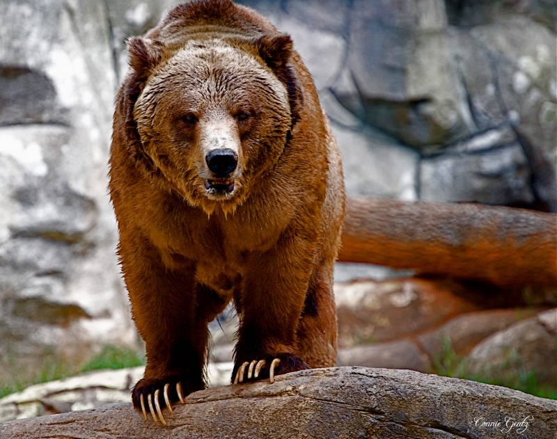 Grizzly Bear