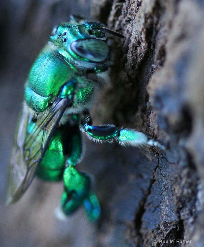 Green Fly