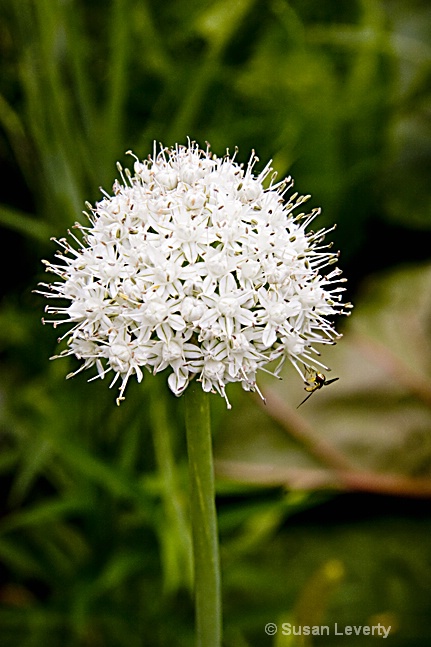 onion flower w tiny bee1
