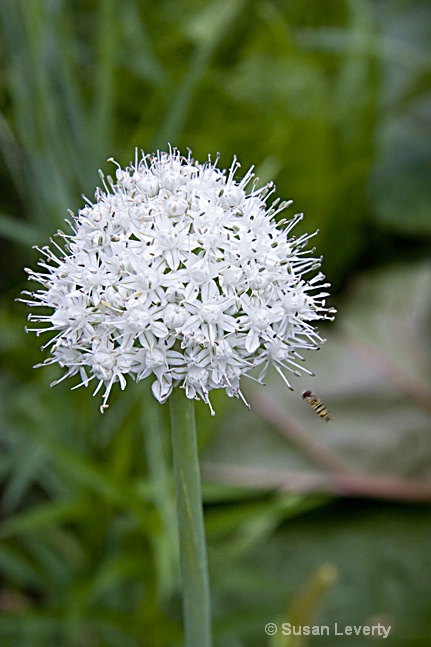 onion flower w tiny bee2